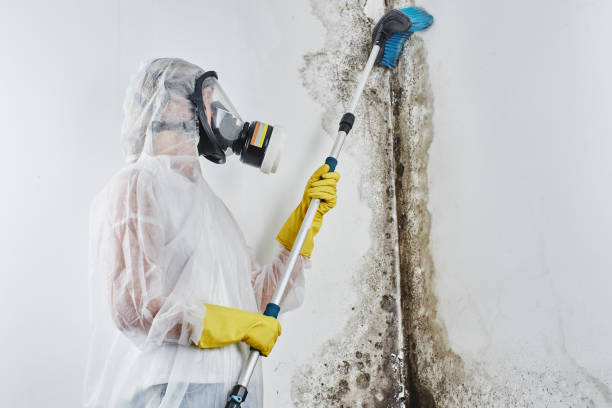 Best Mold Remediation Experts  in Pojoaque, NM