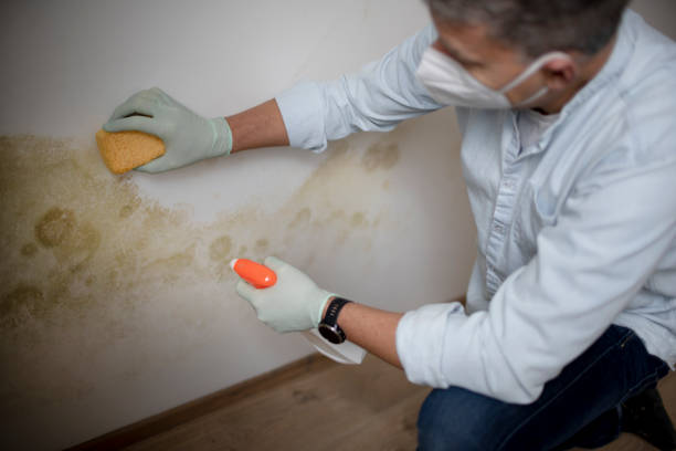 Best Toxic Mold Removal  in Pojoaque, NM