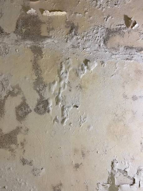 Best Crawl Space Mold Removal  in Pojoaque, NM