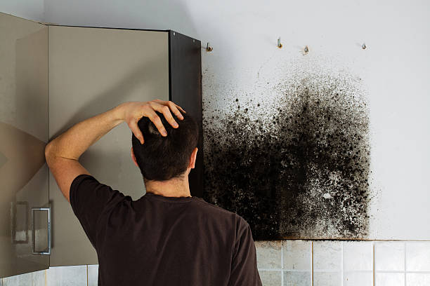 Best Black Mold Removal  in Pojoaque, NM